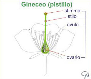 Gineceo