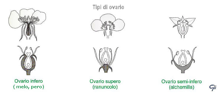 Tipi di Ovario