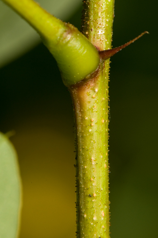 <i>Robinia viscosa</i> Vent.