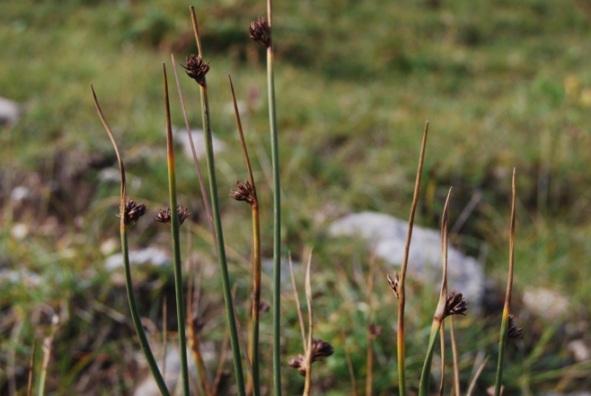 <i>Juncus arcticus</i> Willd.