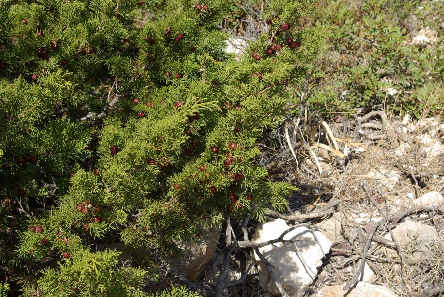 17b-Juniperus-phoenicea.jpg