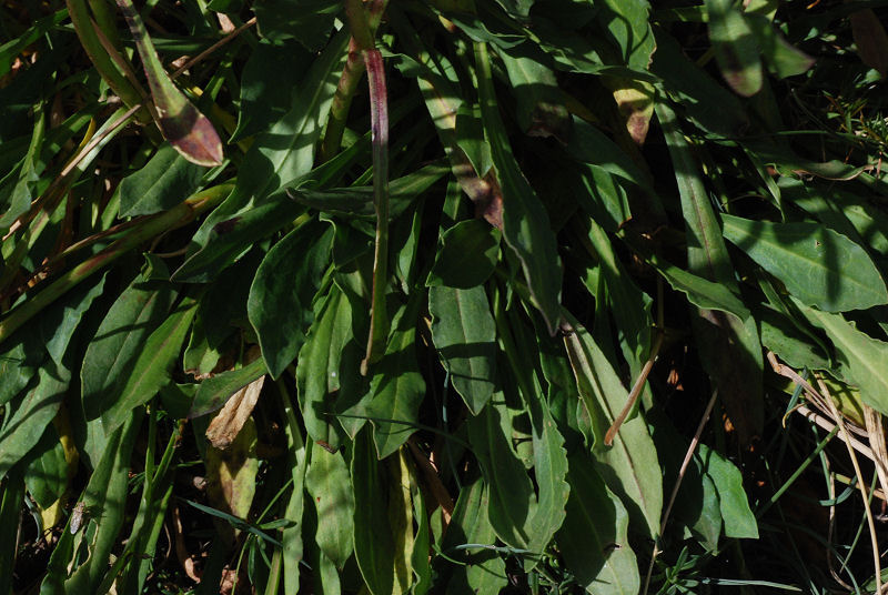<i>Saponaria bellidifolia</i> Sm.