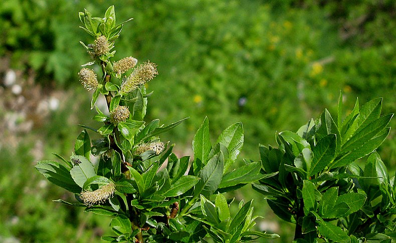 <i>Salix waldsteiniana</i> Willd.