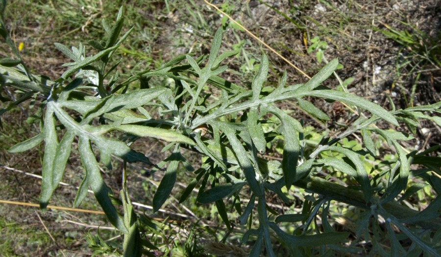 <i>Centaurea leucophaea</i> Jord.