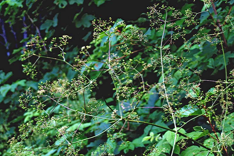 <i>Trochiscanthes nodiflora</i> (All.) W.D.J.Koch