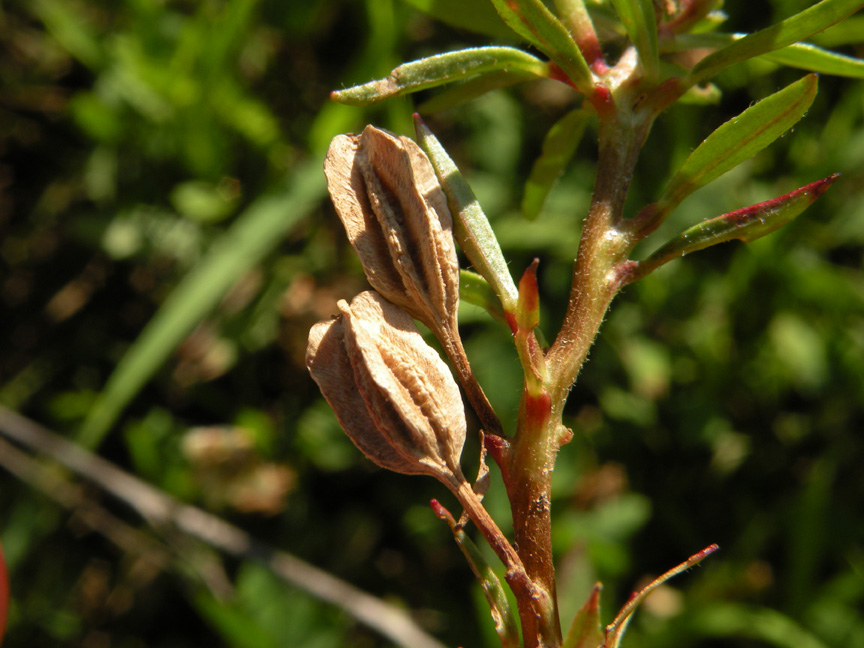 <i>Oenothera fruticosa</i> L. subsp. <i>tetragona</i> (Roth) W.L.Wagner