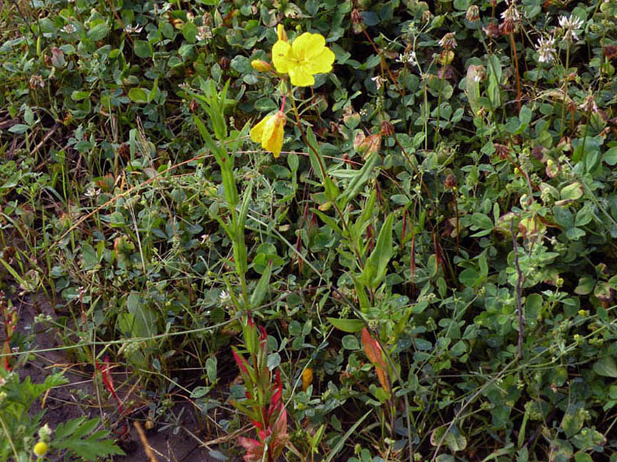<i>Oenothera fruticosa</i> L. subsp. <i>tetragona</i> (Roth) W.L.Wagner
