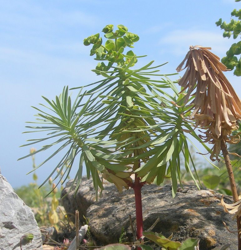<i>Euphorbia segetalis</i> L.