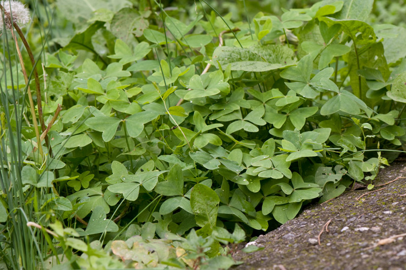 Oxalis latifolia.jpg