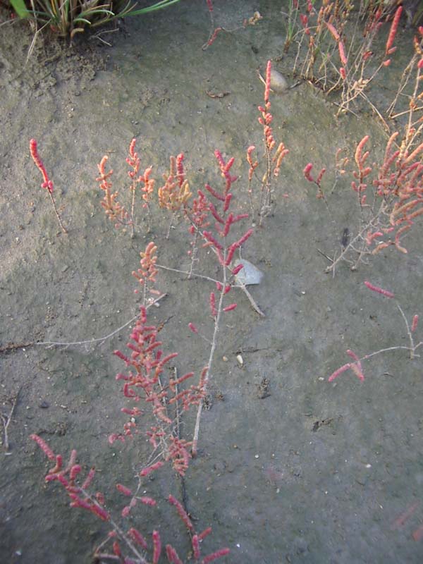 Salicornia patula Duval-Jouve 2039.jpg