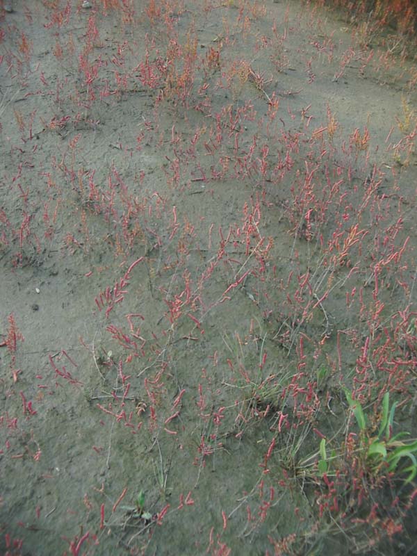Salicornia patula Duval-Jouve 2040.jpg