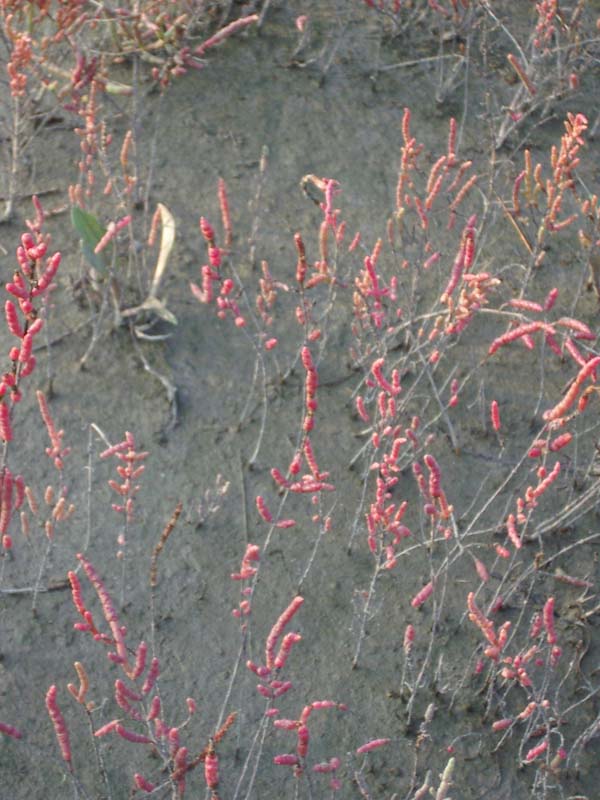 Salicornia patula Duval-Jouve 2041.jpg