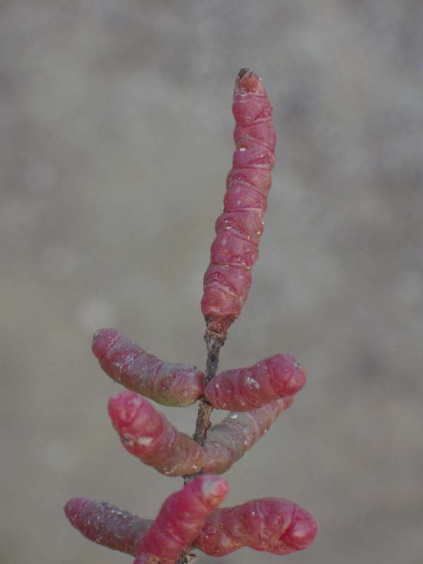 Salicornia patula Duval-Jouve 2043.jpg