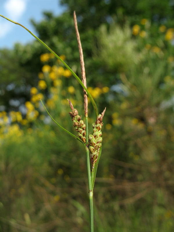 <i>Carex flacca</i> Schreb. subsp. <i>erythrostachys</i> (Hoppe) Holub