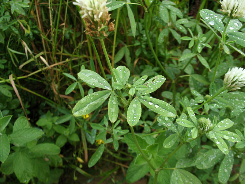 <i>Trifolium alexandrinum</i> L.
