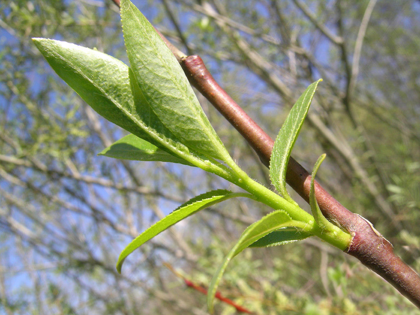 <i>Salix daphnoides</i> Vill.