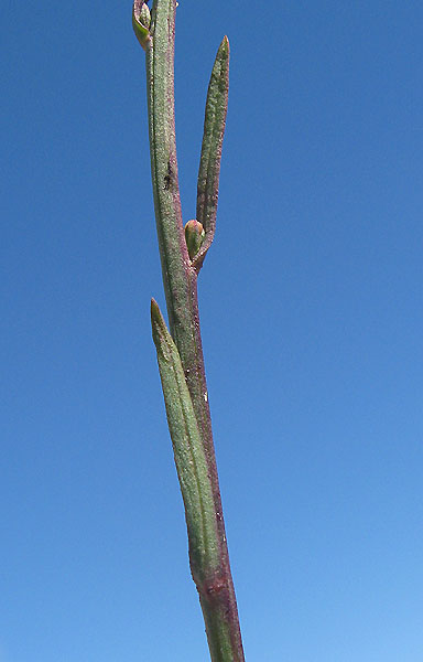 <i>Galatella tripolium</i> (L.) Galasso, Bartolucci & Ardenghi subsp. <i>pannonica</i> (Jacq.) Galasso, Bartolucci & Ardenghi
