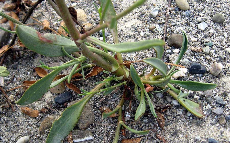 Tripolium_pannonicum_ssp_pannonicum_22_09_2010_Rotondella10.jpg