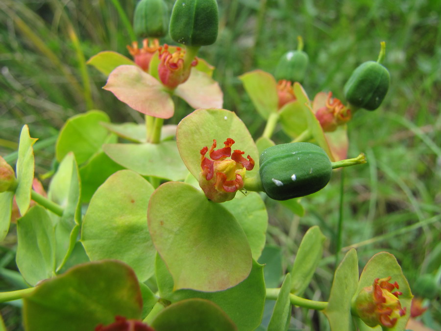 <i>Euphorbia rigida</i> M.Bieb.