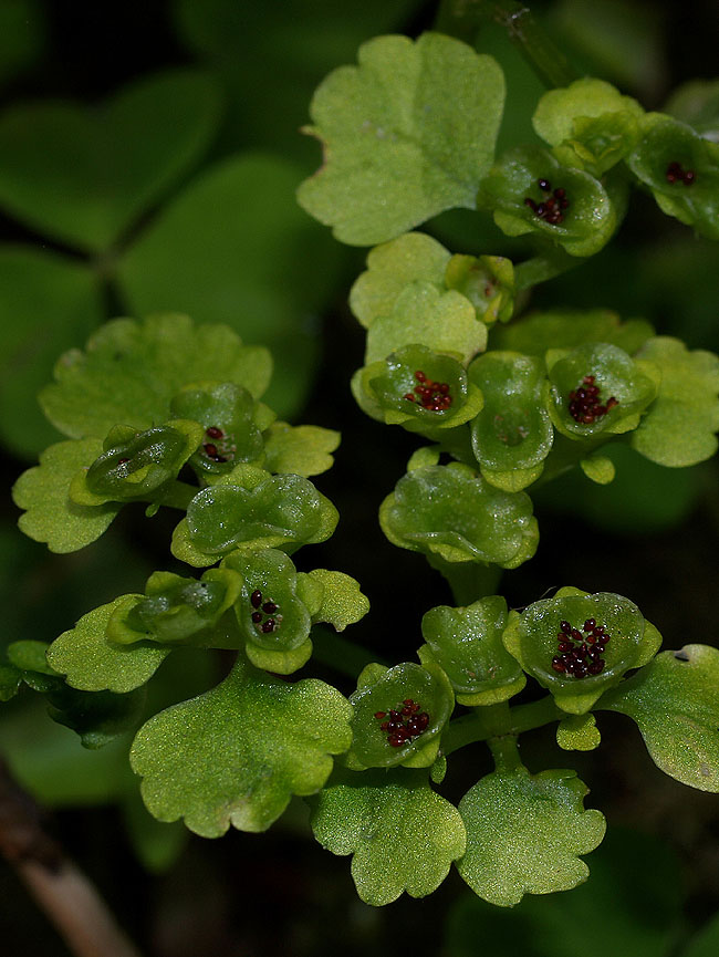 <i>Chrysosplenium alternifolium</i> L.