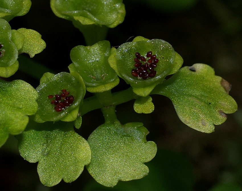 <i>Chrysosplenium alternifolium</i> L.