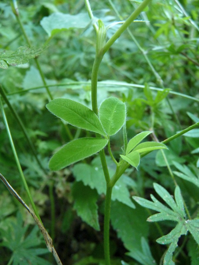 <i>Trifolium medium</i> L. subsp. <i>medium</i>
