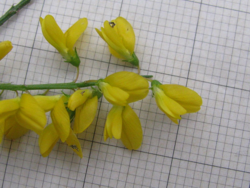 <i>Trigonella altissima</i> (Thuill.) Coulot & Rabaute