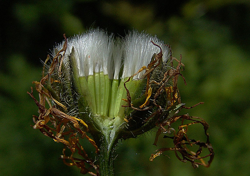 <i>Crepis pyrenaica</i> (L.) Greuter