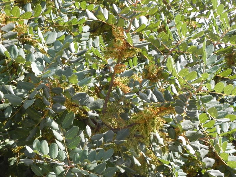 <i>Ceratonia siliqua</i> L.