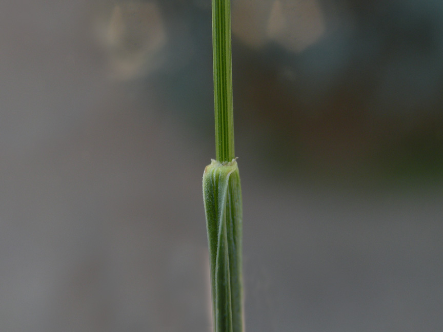 <i>Festuca stricta</i> Host subsp. <i>trachyphylla</i> (Hack.) Patzke ex Pils