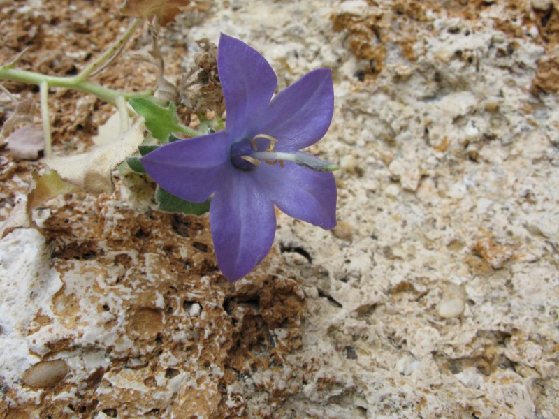 <i>Campanula isophylla</i> Moretti