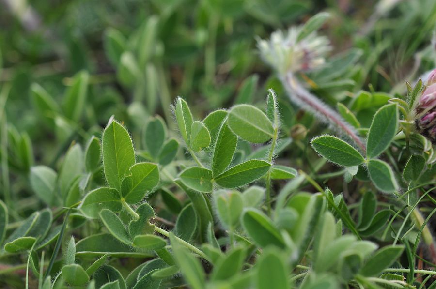 <i>Trifolium noricum</i> Wulfen subsp. <i>praetutianum</i> (Guss. ex Savi) Arcang.