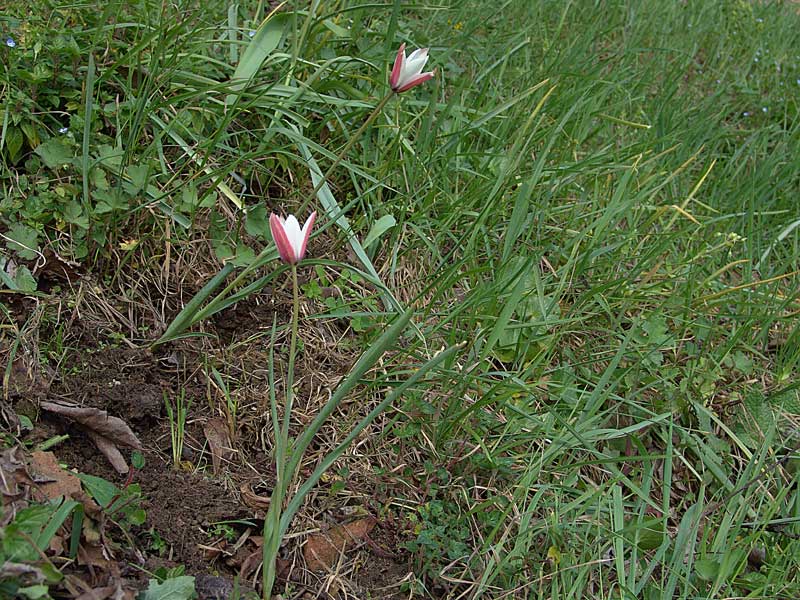 <i>Tulipa clusiana</i> Redouté