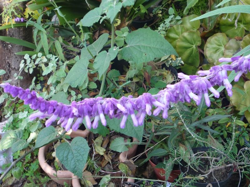 <i>Salvia leucantha</i> Cav.