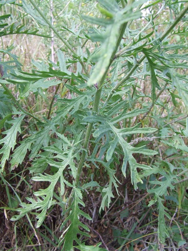 <i>Jacobaea erucifolia</i> (L.) G.Gaertn., B.Mey. & Scherb.