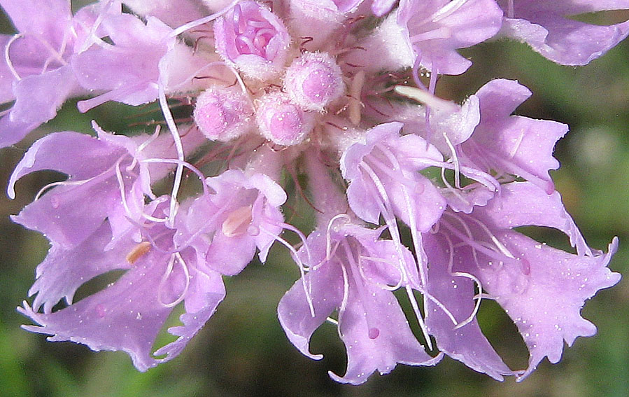 <i>Lomelosia crenata</i> (Cirillo) Greuter & Burdet subsp. <i>crenata</i>