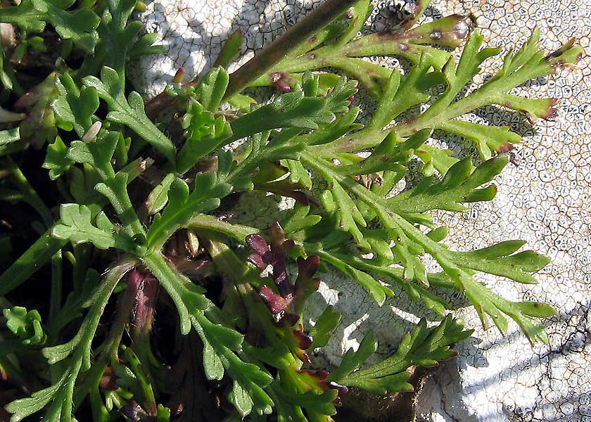 <i>Lomelosia crenata</i> (Cirillo) Greuter & Burdet subsp. <i>crenata</i>