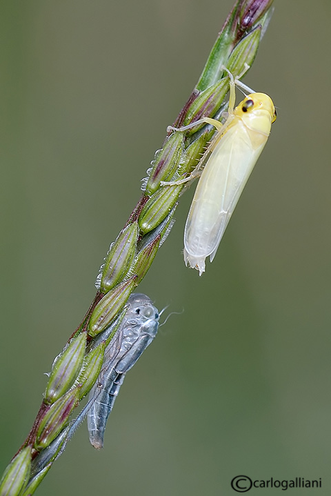cicadella viridis90.jpg