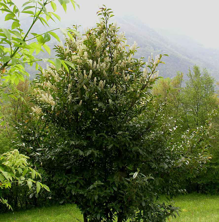 <i>Prunus laurocerasus</i> L.