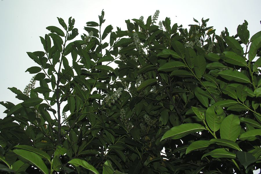 Prunus_laurocerasus_3.jpg