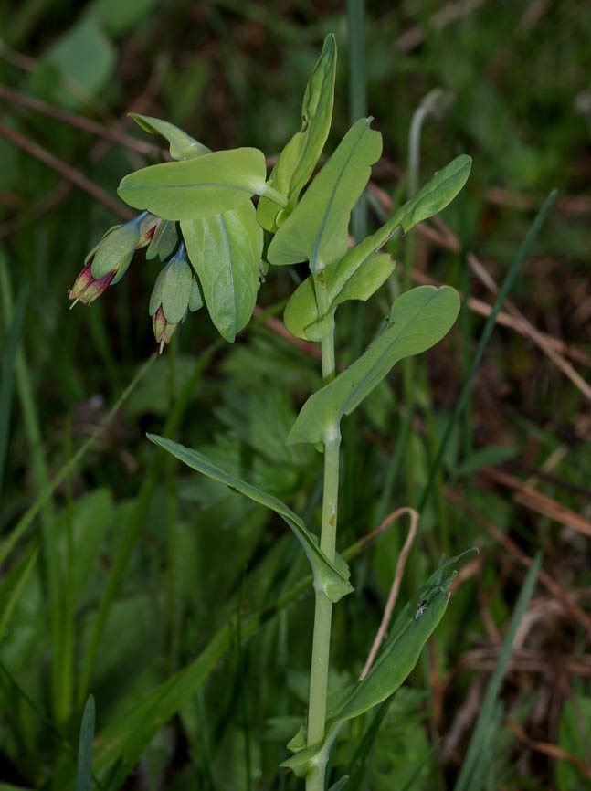 <i>Cerinthe alpina</i> Kit. ex Schult. subsp. <i>alpina</i>