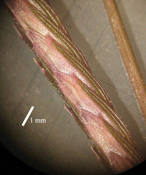<i>Sporobolus pumilus</i> (Roth) P.M.Peterson & Saarela