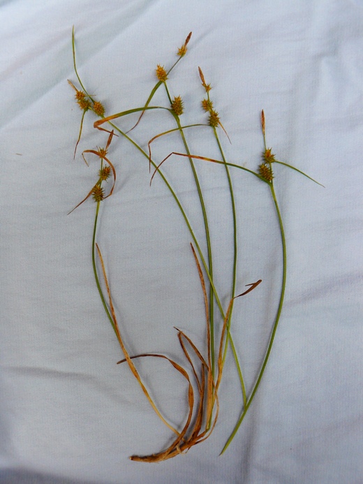 <i>Carex lepidocarpa</i> Tausch subsp. <i>lepidocarpa</i>