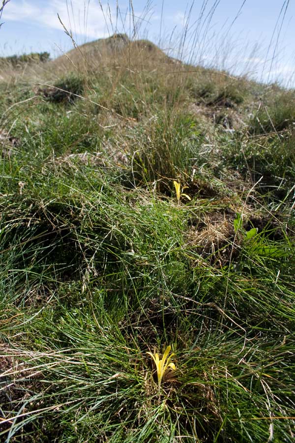 <i>Sternbergia colchiciflora</i> Waldst. & Kit.