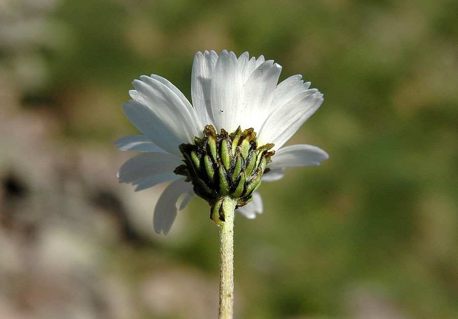 <i>Leucanthemopsis alpina</i> (L.) Heywood