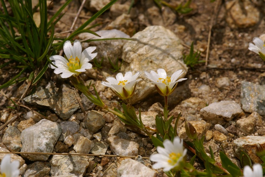 <i>Cerastium arvense</i> L. subsp. <i>strictum</i> (W.D.J.Koch) Gremli