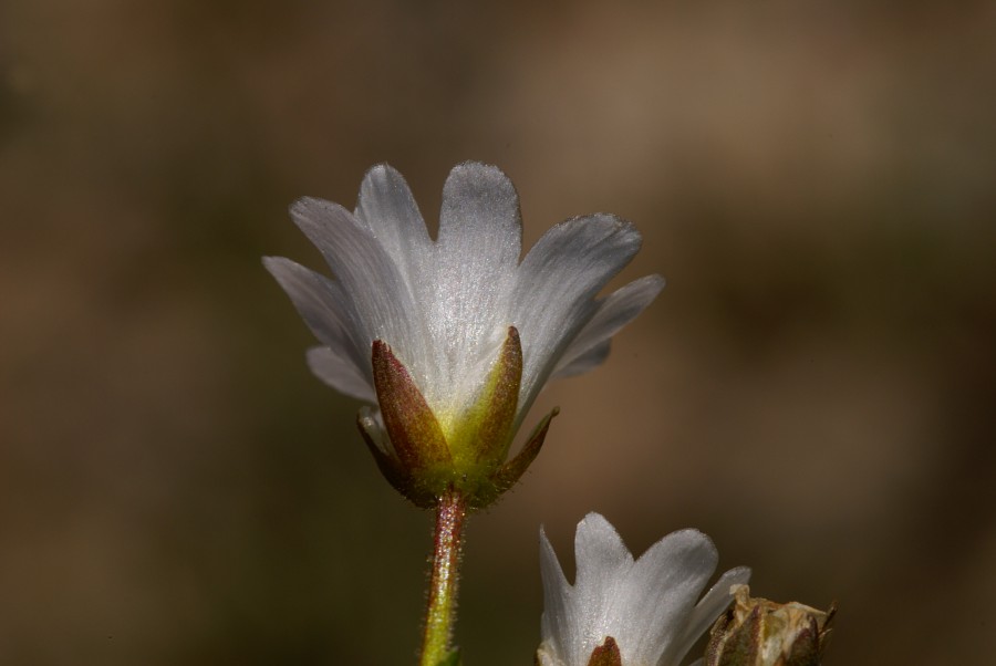 <i>Cerastium arvense</i> L. subsp. <i>strictum</i> (W.D.J.Koch) Gremli