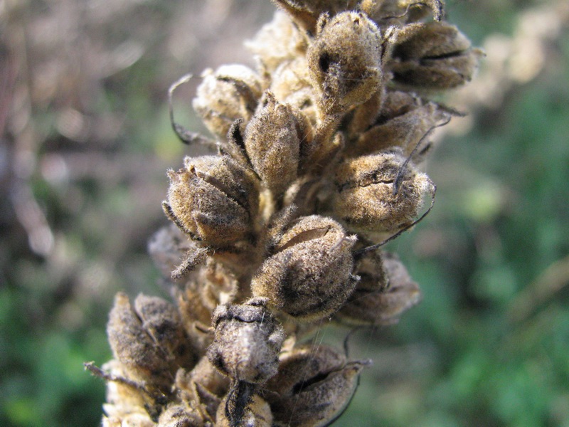 <i>Verbascum thapsus</i> L.