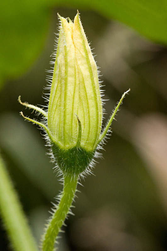 <i>Cucurbita maxima</i> Duchesne subsp. <i>maxima</i>