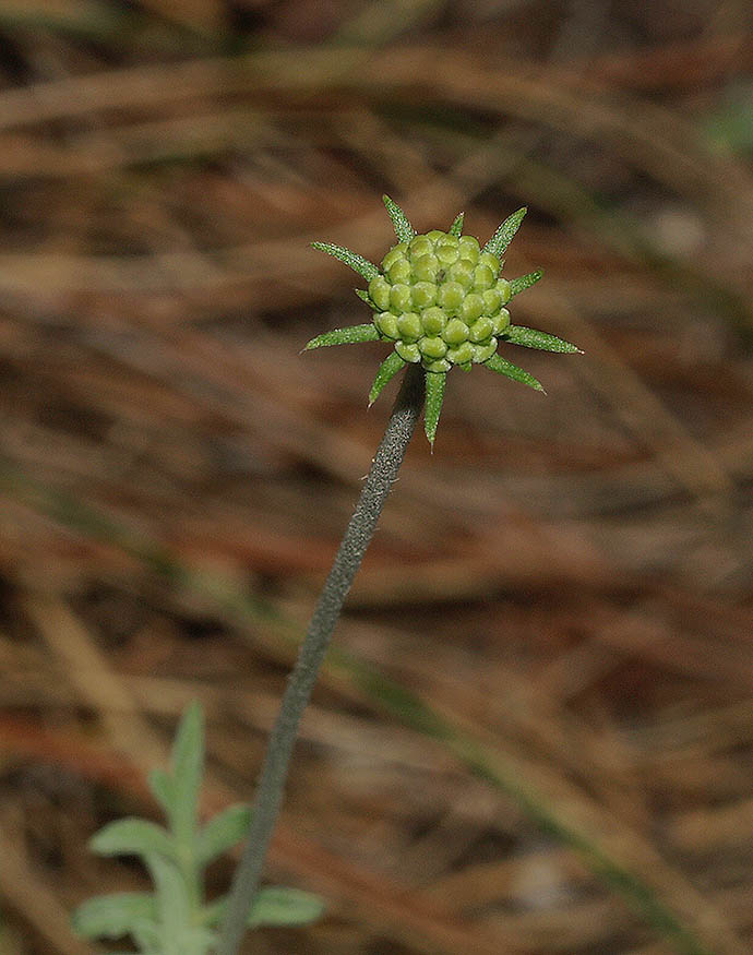<i>Scabiosa mollissima</i> Viv.